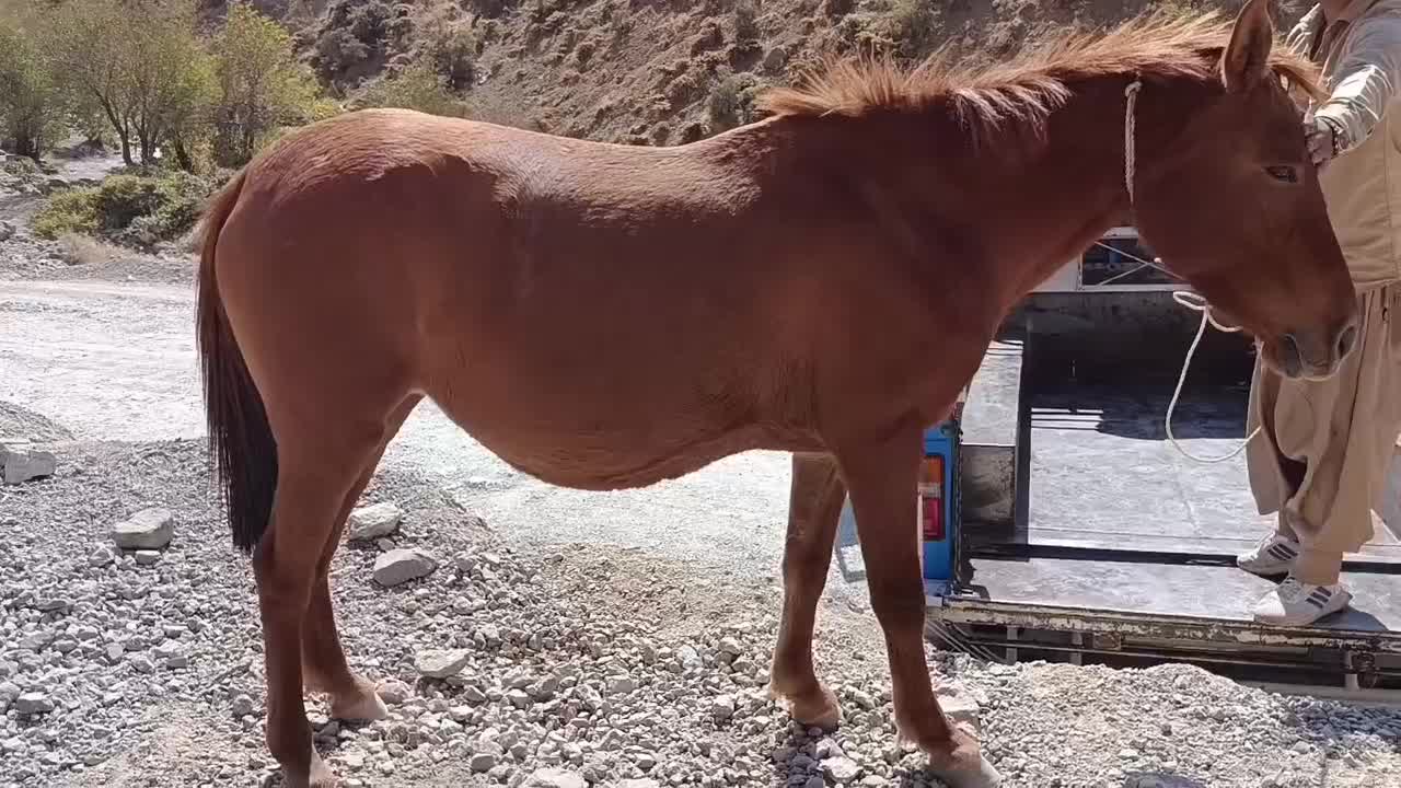 اسب ابستن درشور باکره دوساله|اسب و تجهیزات اسبسواری|یاسوج, |دیوار