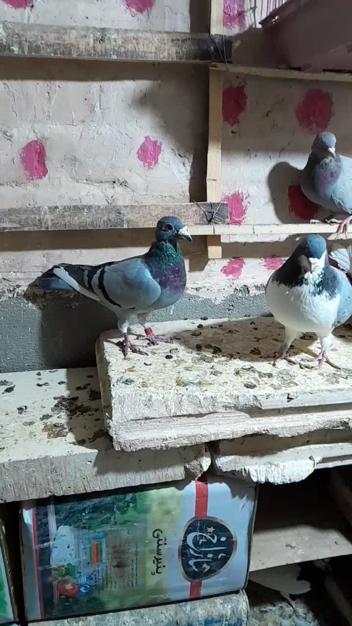 کبوتر|پرنده|رامند, |دیوار