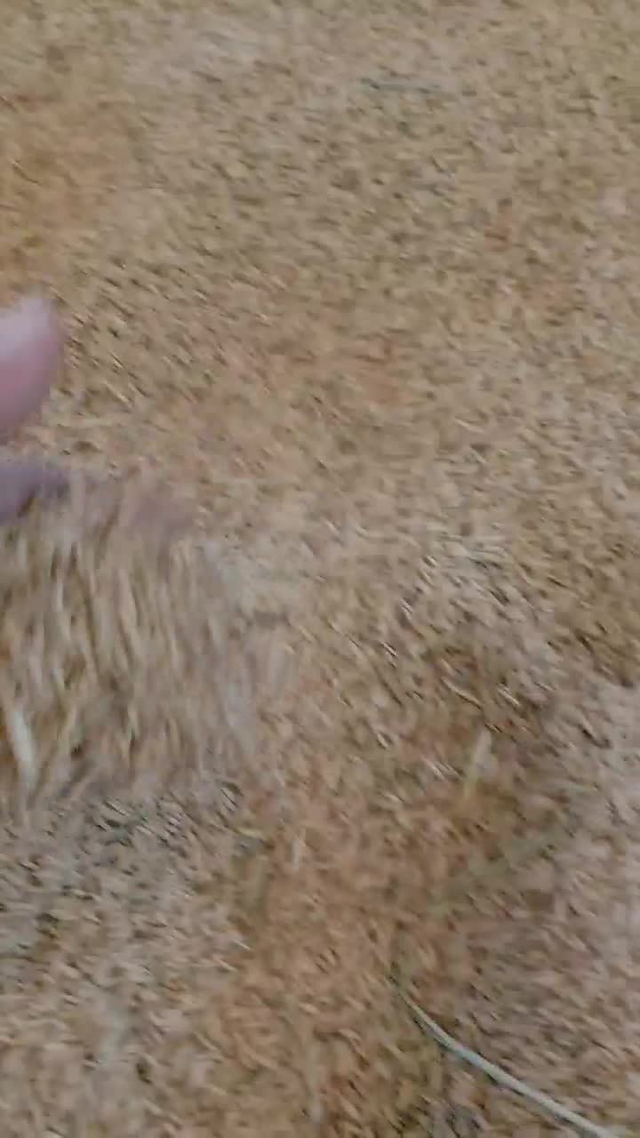 برنج کشت دو طارم هاشمی و بینام مستقیم از کشاورز|خوردنی و آشامیدنی|محمودآباد, |دیوار