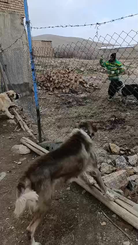 سگ نگهبان|سگ|خمین, |دیوار