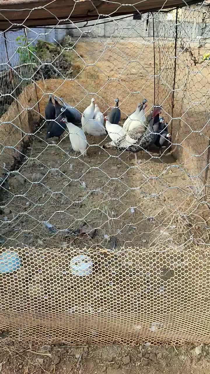 مرغ شاخدار|حیوانات مزرعه|انبارآلوم, |دیوار