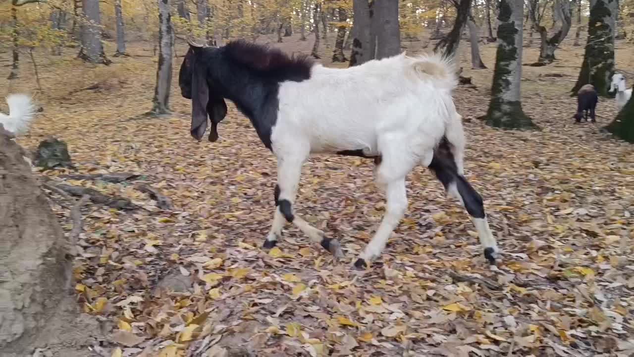 نربز|حیوانات مزرعه|گالیکش, |دیوار