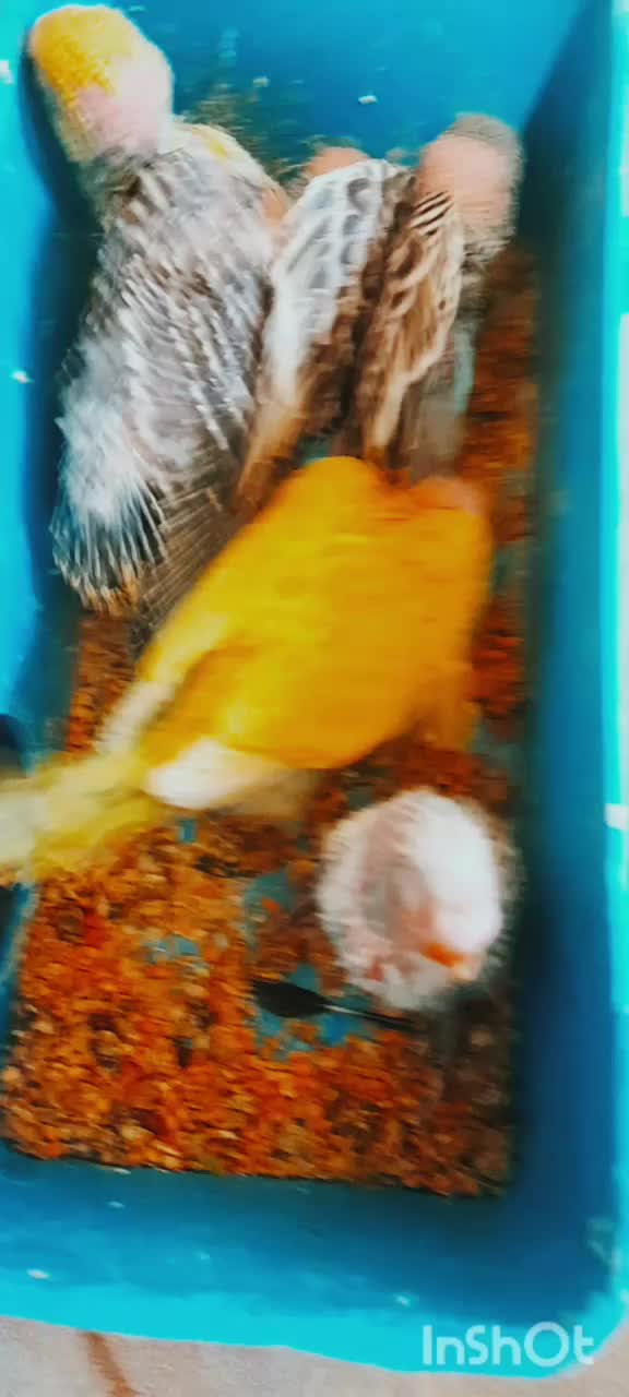 مرغ عشق مولد با ۵ عدد جوجه هاش و مولد روتخم|پرنده|محمدیه-قزوین, |دیوار