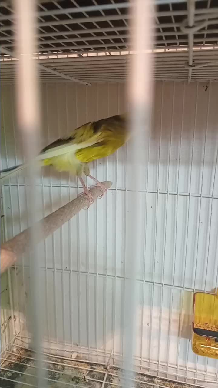 قناری ماده ابلغ کشیده بلند|پرنده|مشهد, ولیعصر (شهرک غرب)|دیوار