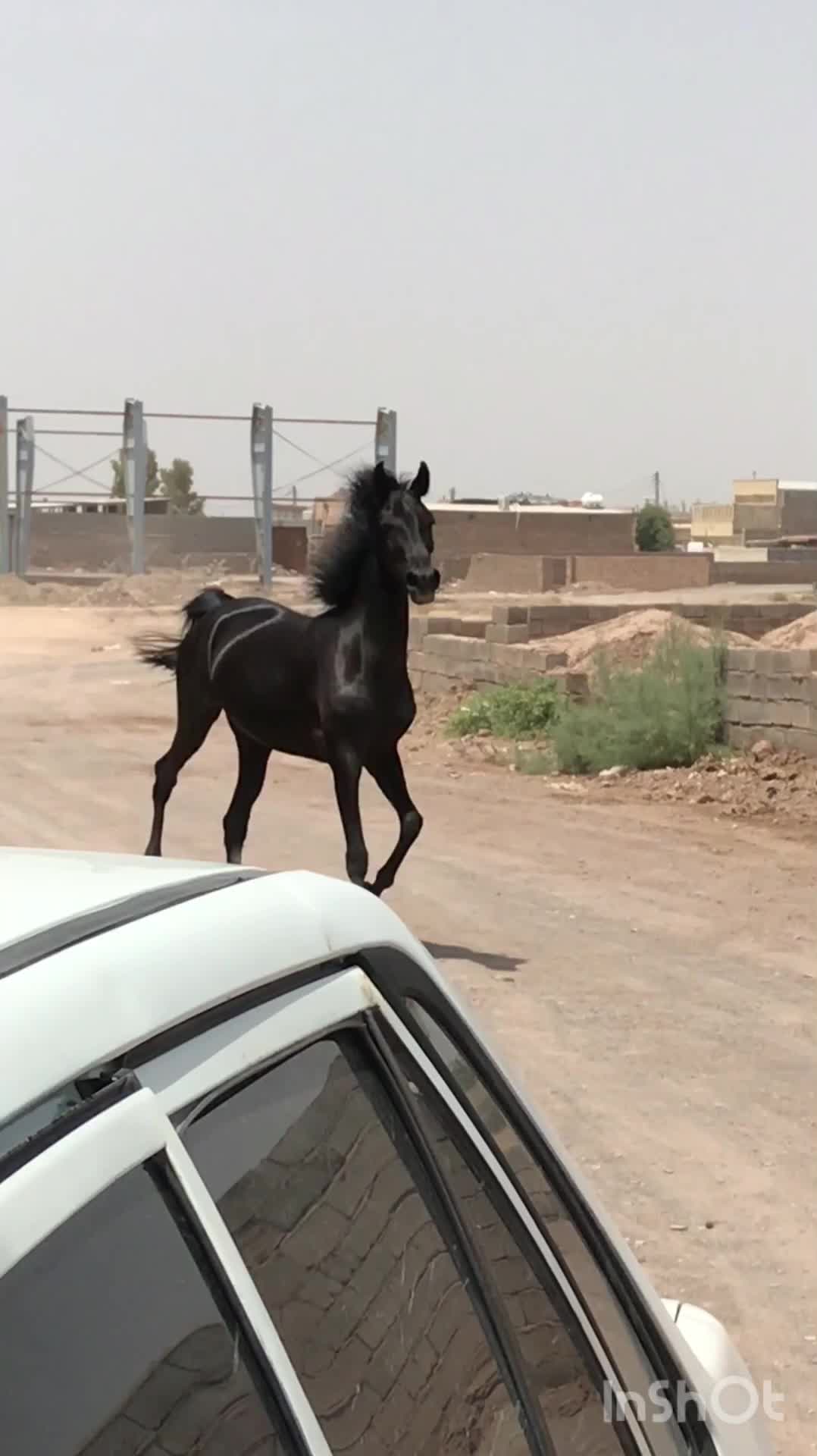 مادیون مشکی|اسب و تجهیزات اسبسواری|رفسنجان, |دیوار