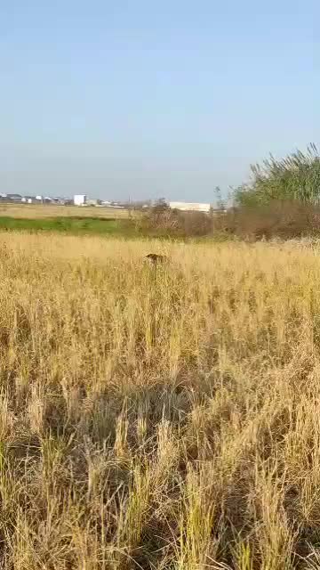 پرشین پیونتر ماده|سگ|لنگرود, |دیوار