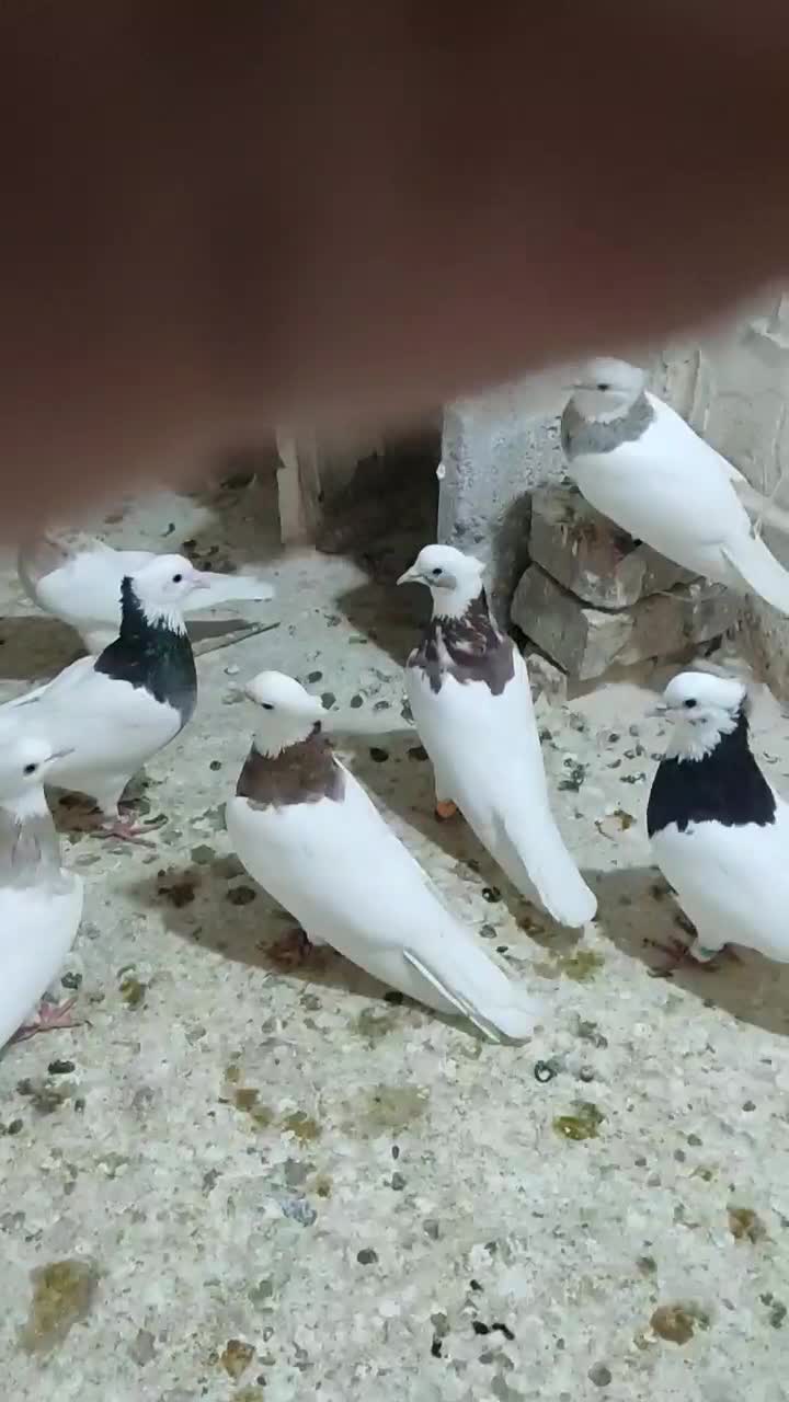 طوقی ساده و سینه گله|پرنده|کاشمر, |دیوار