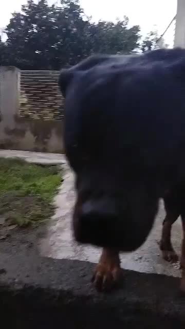 پیدا کردن جفت|سگ|چالوس, |دیوار