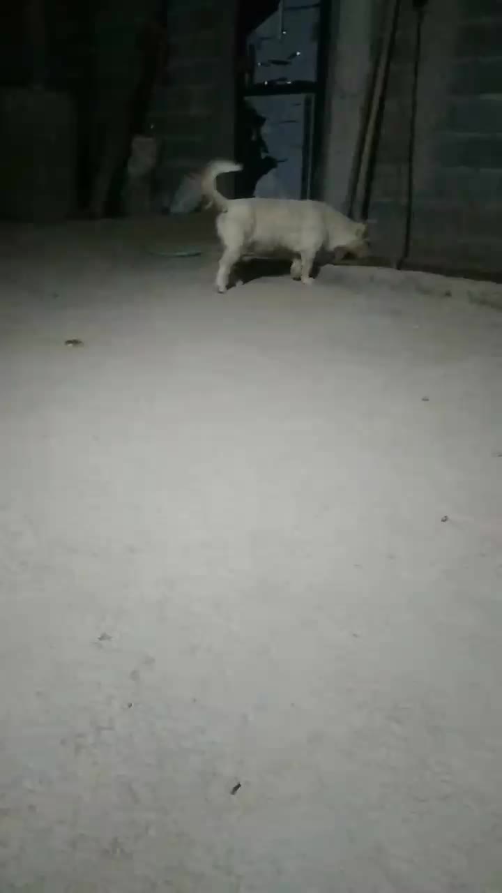 سگ پاکوتاه پدرپسرمعاوضه باکفتر|سگ|زرند, |دیوار