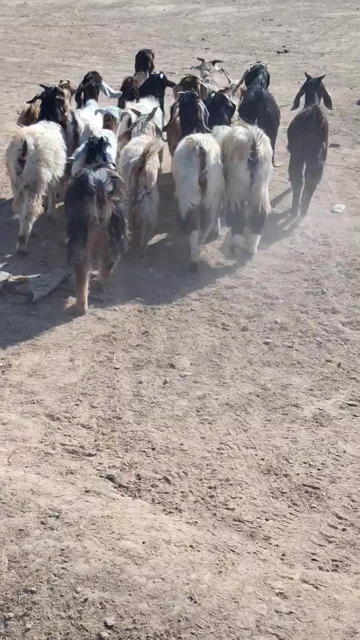 ۱۷ عدد بزغاله سالم به ضمانت|حیوانات مزرعه|رضویه, |دیوار