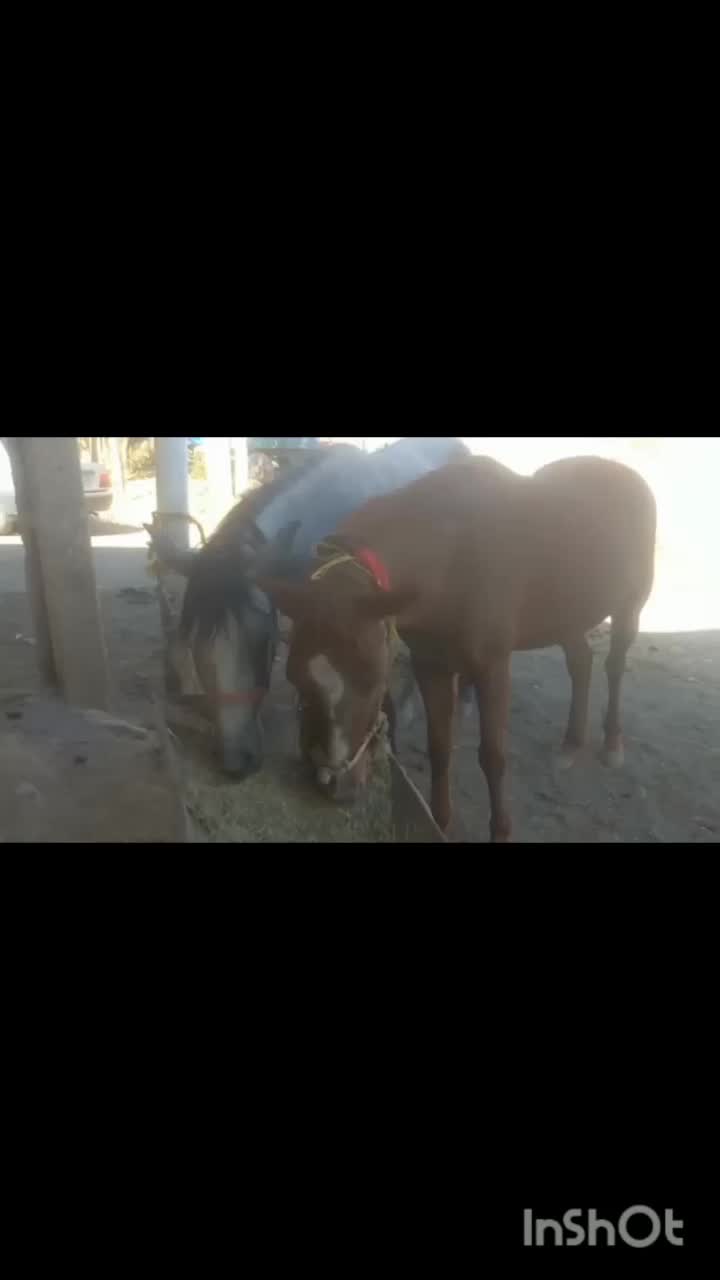 فروش اسب|اسب و تجهیزات اسب‌سواری|بوئین و میاندشت, |دیوار