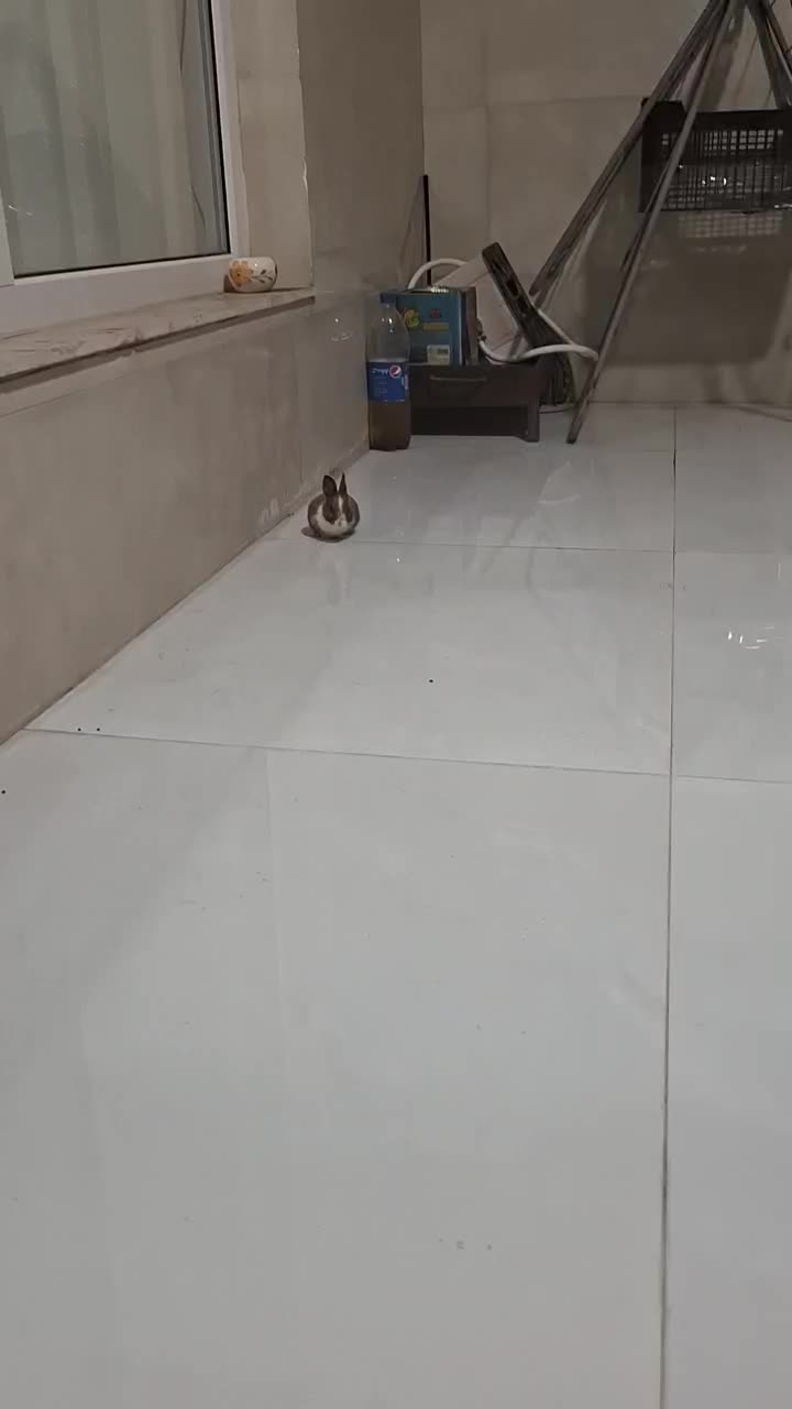 خرگوش مینیاتوری نر به همراه یک قفس|موش و خرگوش|کرمانشاه, |دیوار