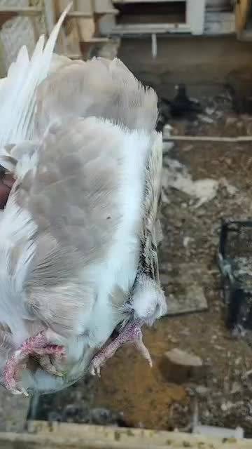 کبوتر سفید دم قهوهای|پرنده|لار, |دیوار