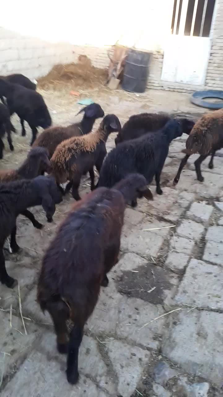 فروش بره|حیوانات مزرعه|باروق, |دیوار