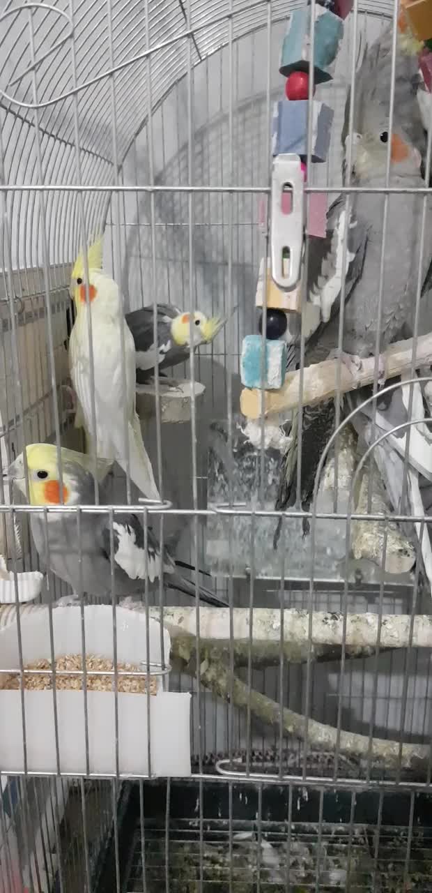 فروش ۵ عروس هلندی خونگی|پرنده|زابل, |دیوار