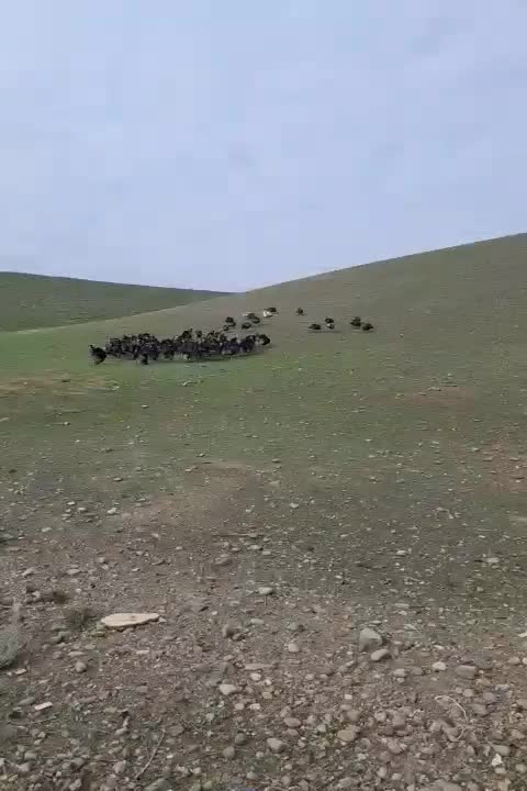 بوقلمون طبیعی تعداد 70|حیوانات مزرعه|بران, |دیوار