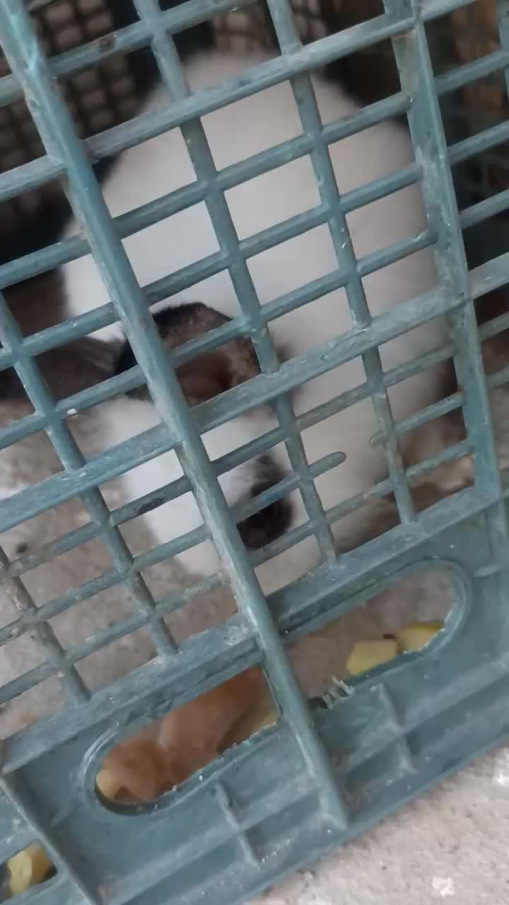 فروش خرگوش|موش و خرگوش|فاضل آباد, |دیوار