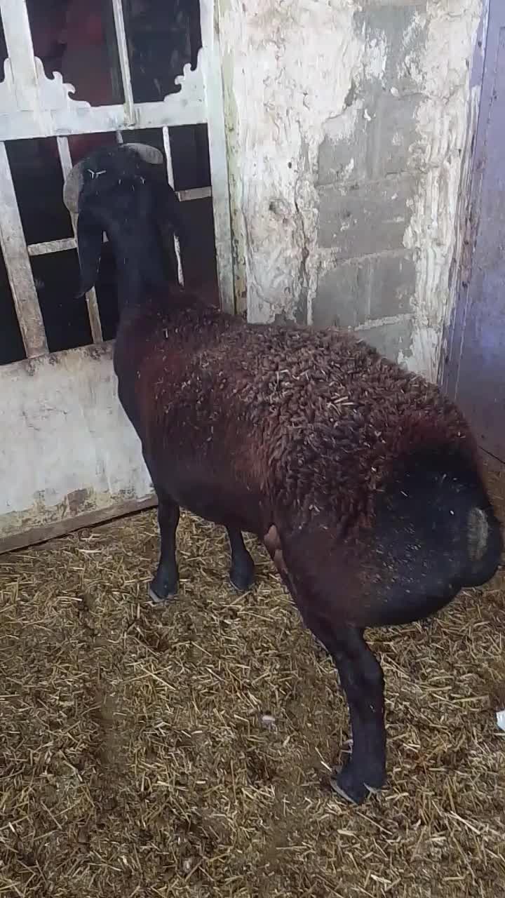 بره قوچ چینی با دو بره ماده چینی|حیوانات مزرعه|دهدشت, |دیوار