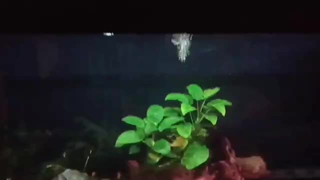 ال ای دی سوبو T4|ماهی|تهران, قبا|دیوار