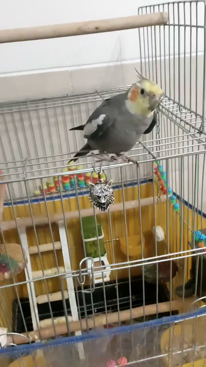 عروس هلندی نر دستی|پرنده|شیراز, شهرک والفجر|دیوار