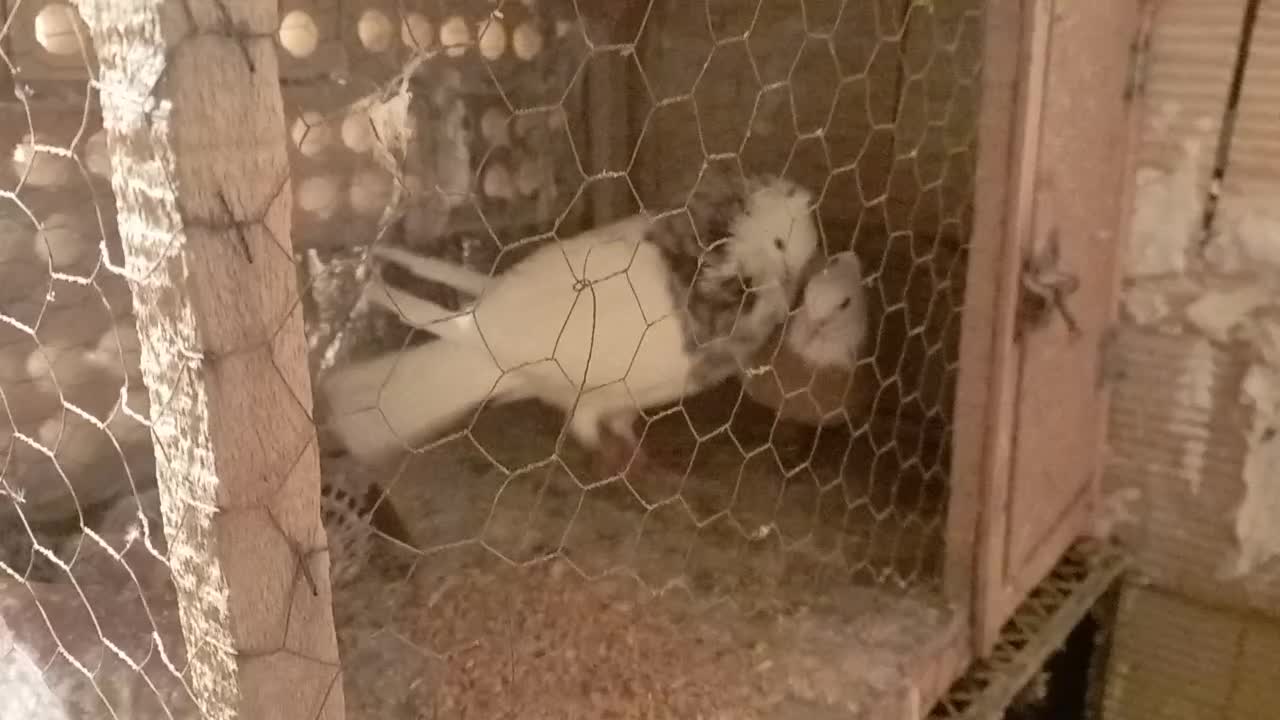 طوقی|پرنده|رضویه, |دیوار