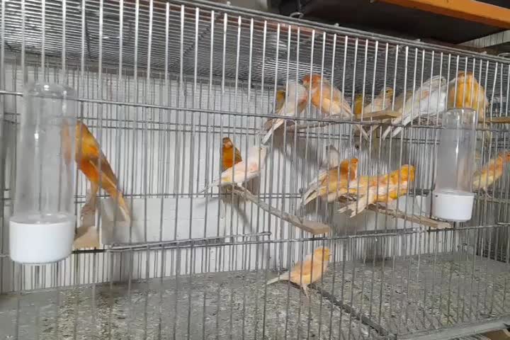 قناری|پرنده|خوی, |دیوار