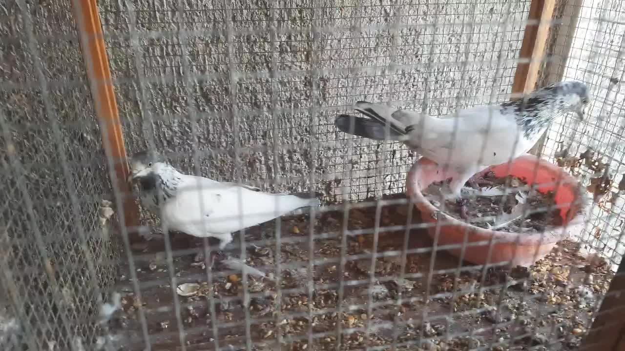 کبوتر پینتس|پرنده|بندرعباس, |دیوار