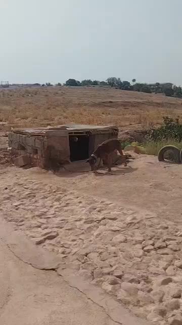 سگ دوبرمن اصل|سگ|خرم‌آباد, |دیوار