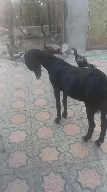 گوسفند برای مالداری خوب است|حیوانات مزرعه|سراوان, |دیوار