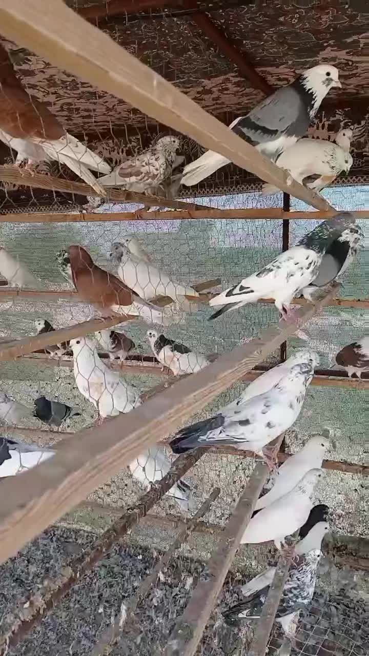 فروش کبوتر|پرنده|بندرعباس, |دیوار