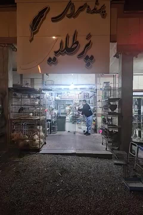 پرنده سرای پرطلایی پرند|پرنده|پرند, فاز ۲|دیوار