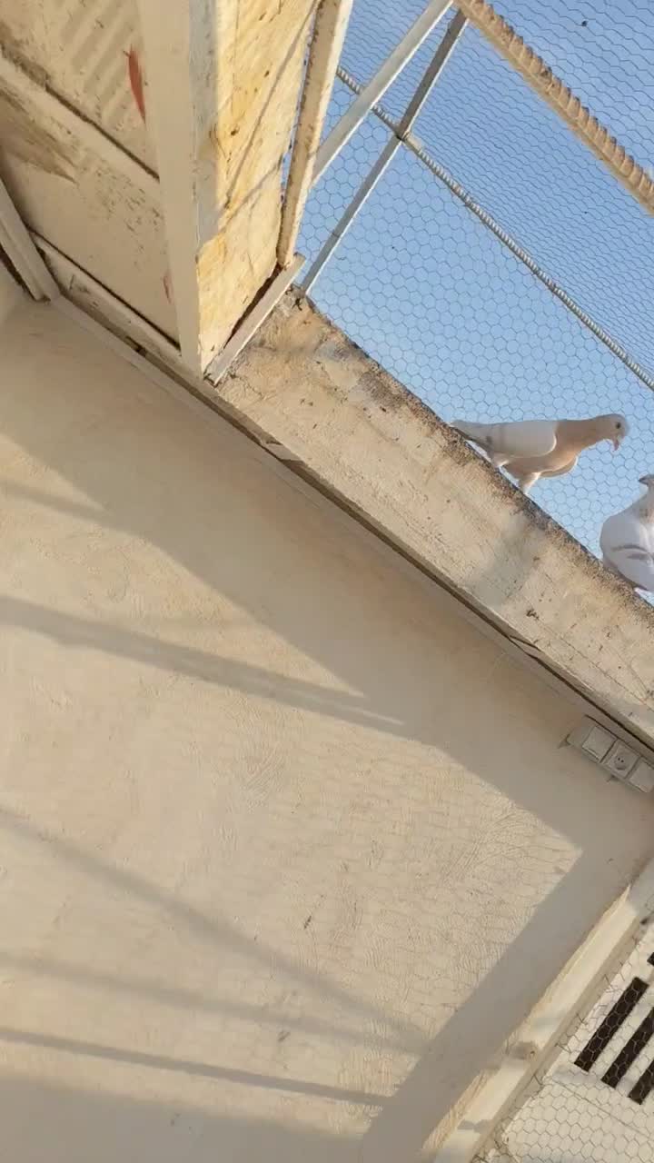 سار نر و کرم شیشهای نر|پرنده|برازجان, |دیوار