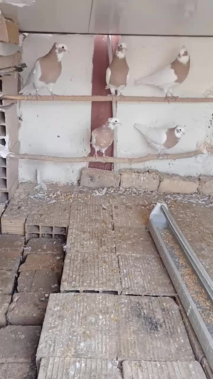 طوقی آس|پرنده|رامند, |دیوار