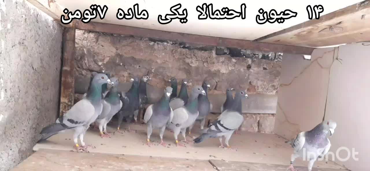 دسته ۱۸ تایی نر|پرنده|بیرجند, |دیوار