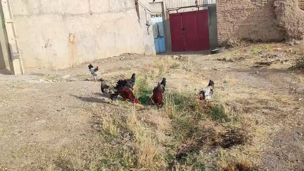 خروس|حیوانات مزرعه|صالح آباد, |دیوار