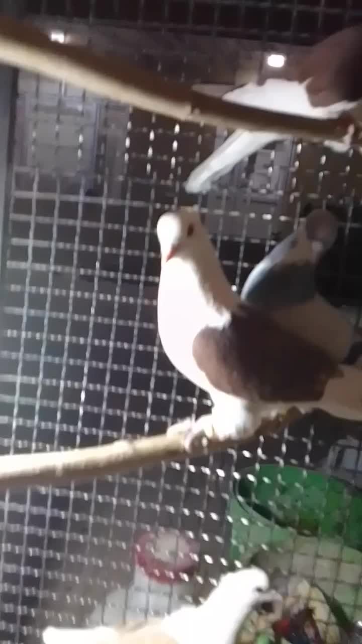 سیاهپوش|پرنده|محمدیه-قزوین, |دیوار