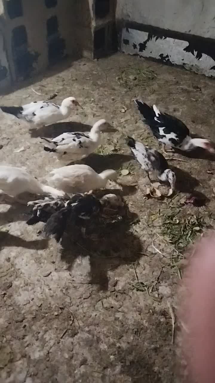 اردک روسی بالغ ونیمچه|حیوانات مزرعه|بندر امام خمینی, |دیوار