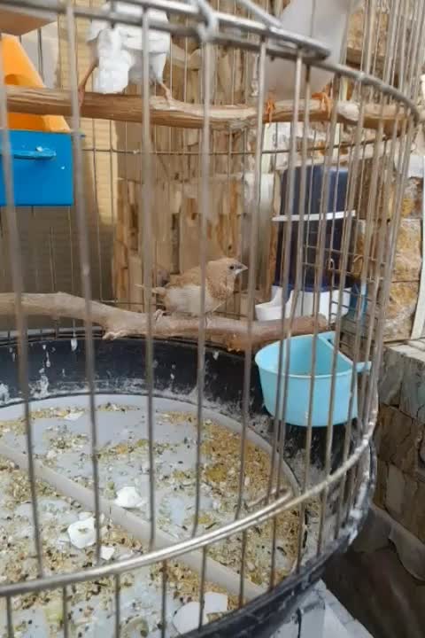 یک جفت بنگال قیمت ارزان|پرنده|تهران, مطهری|دیوار