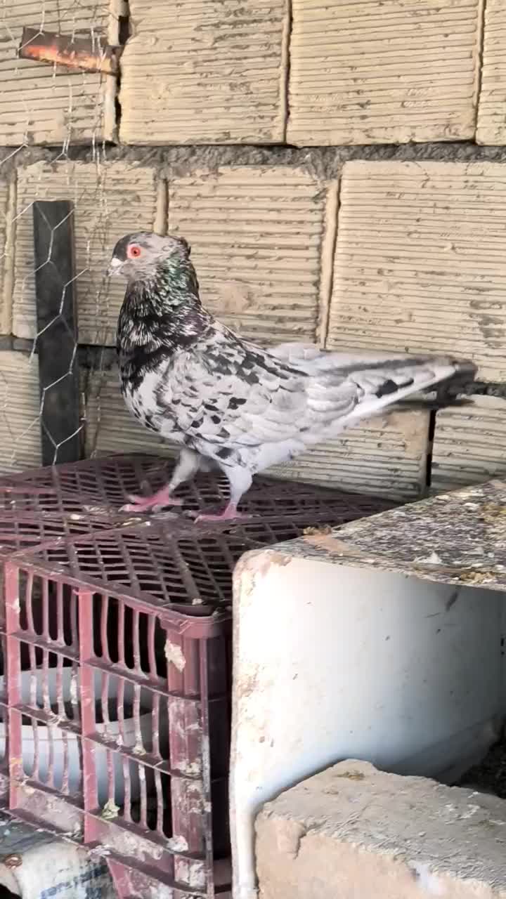 سرور نر|پرنده|اصفهان, شهرستان|دیوار