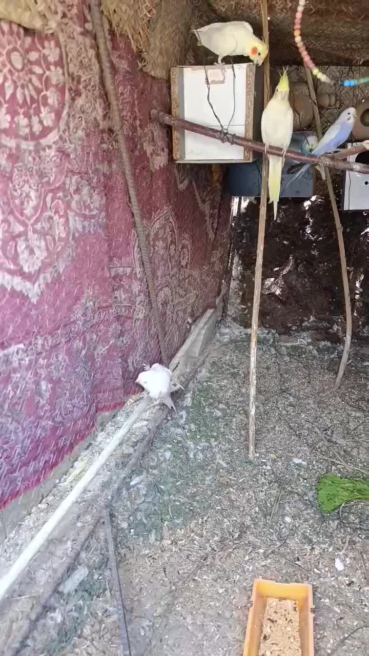 جفت عروس هلندی بالغ دوباره جوجه کشید|پرنده|ایرانشهر, |دیوار