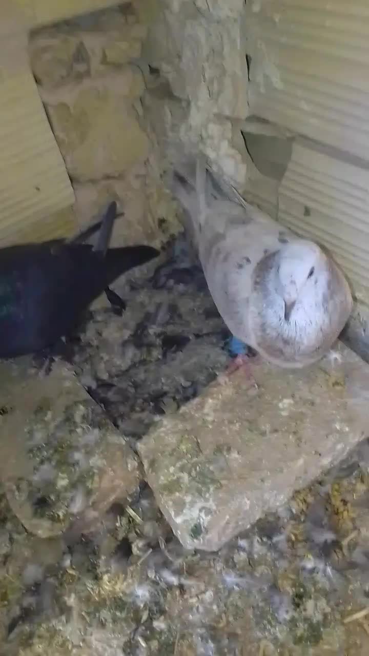 کفتر جوجه کشی|پرنده|زاوه, |دیوار