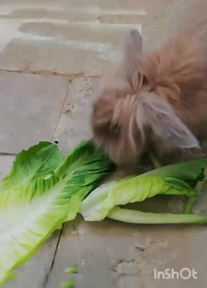 خرگوش|موش و خرگوش|شیراز, انجیر|دیوار