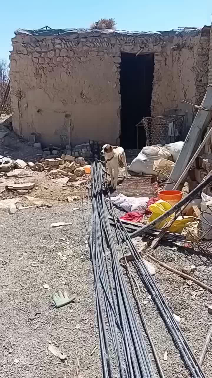 واگذاری سگ|سگ|کبودرآهنگ, |دیوار