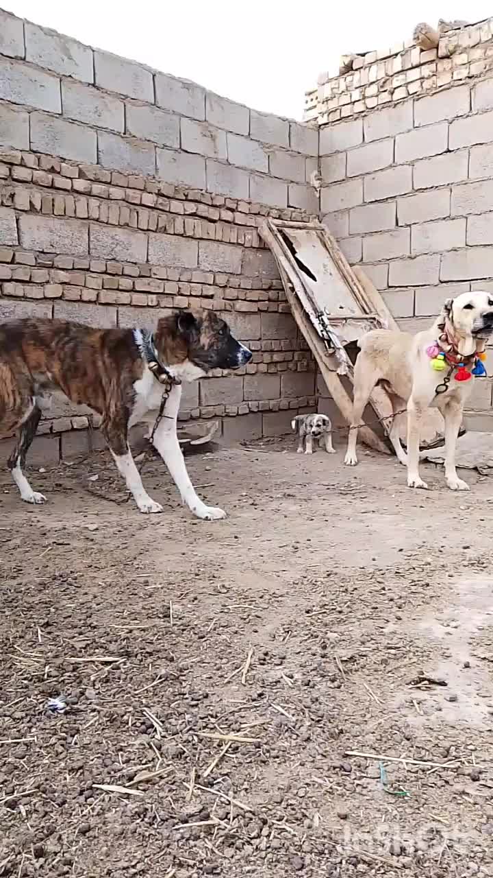 جفت حیون گوسفندی رمتاز اجیر ب زمانت گله همه|سگ|زاوه, |دیوار