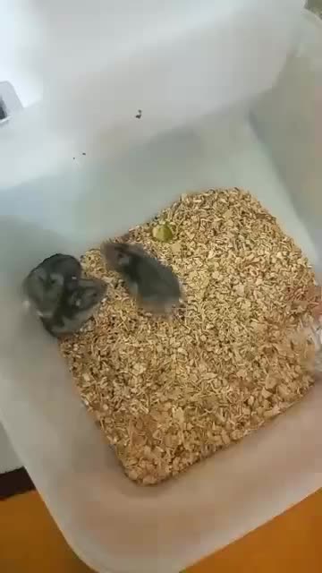 همستر|موش و خرگوش|تبریز, |دیوار