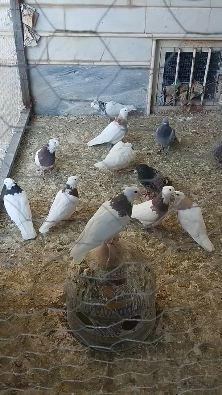 کبوترطوقی|پرنده|سمنان, |دیوار