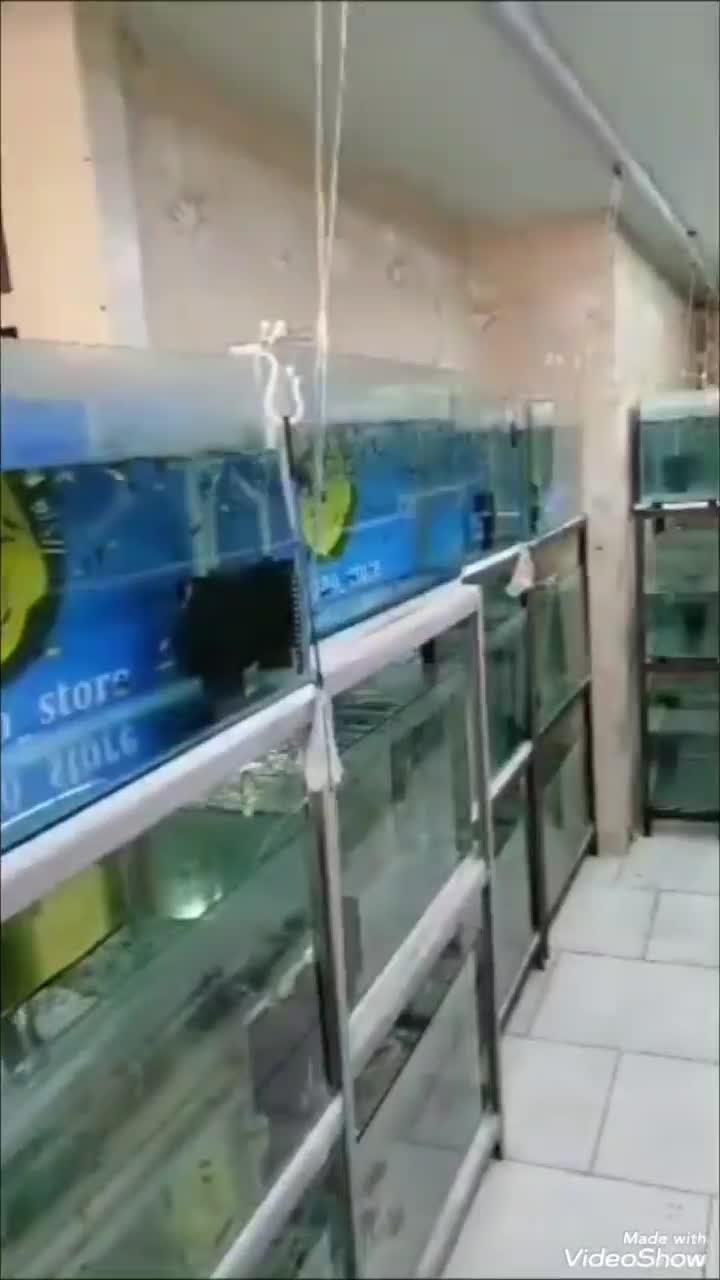 ماهی اکواریوم کالر  گوپی زبرا   گلدفیش  ردلاین|ماهی|تهران, شمیران‌نو|دیوار