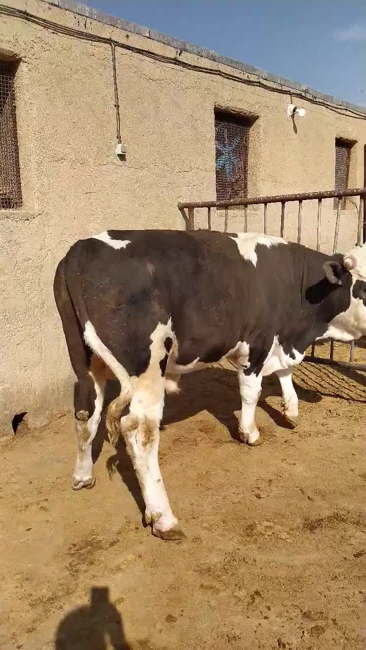 گوساله چاق سیمینتال|حیوانات مزرعه|فرمهین, |دیوار