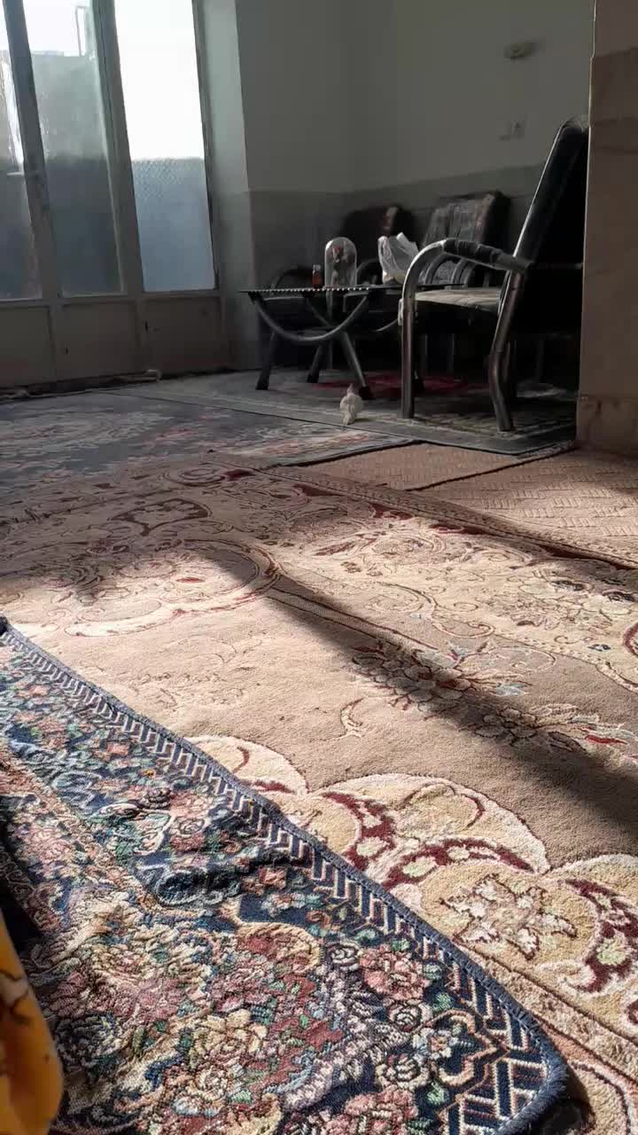 عروس هلندی|پرنده|شهرضا, |دیوار