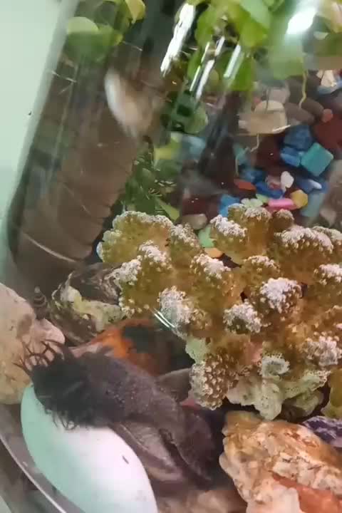 پوزه بوته ای|ماهی|اسلامشهر, شهرک مهدیه|دیوار